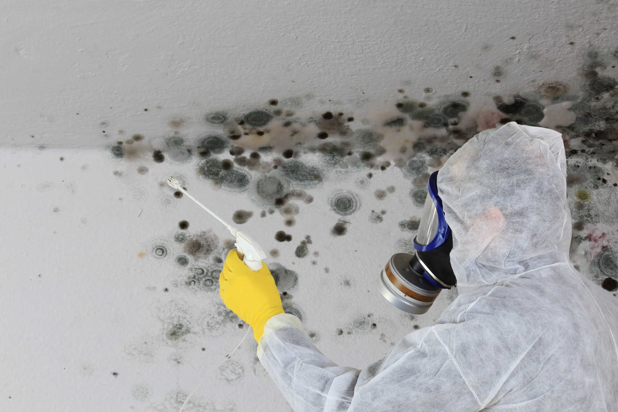 West Palm Beach Mold Testing Services for When Water Damage Strikes
